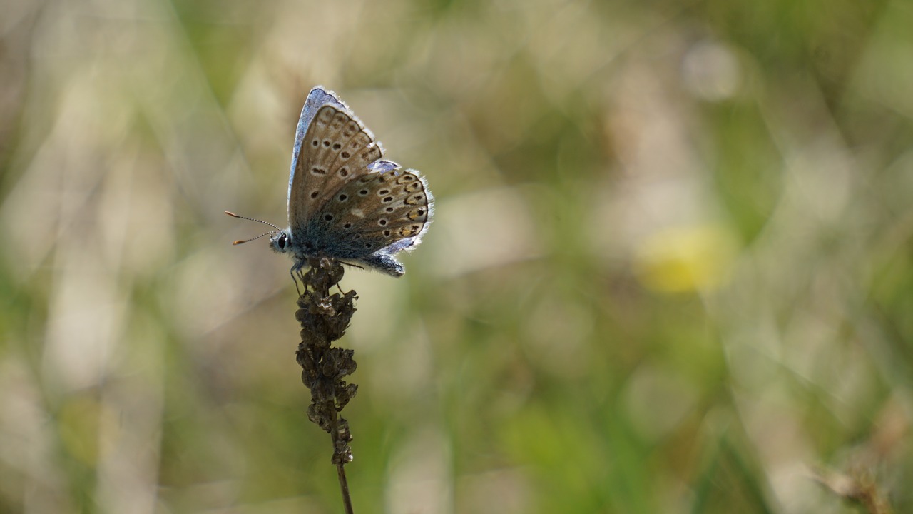 butterfly brown insect free photo