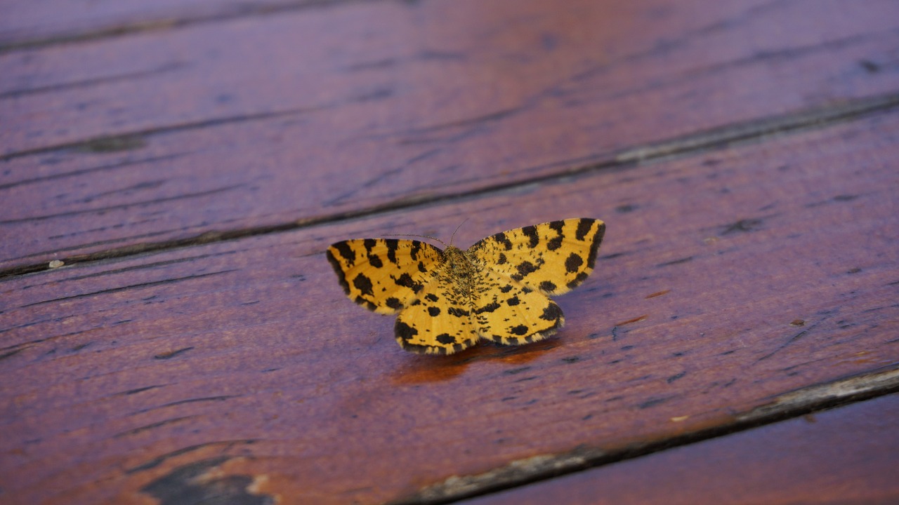 butterfly yellow table free photo