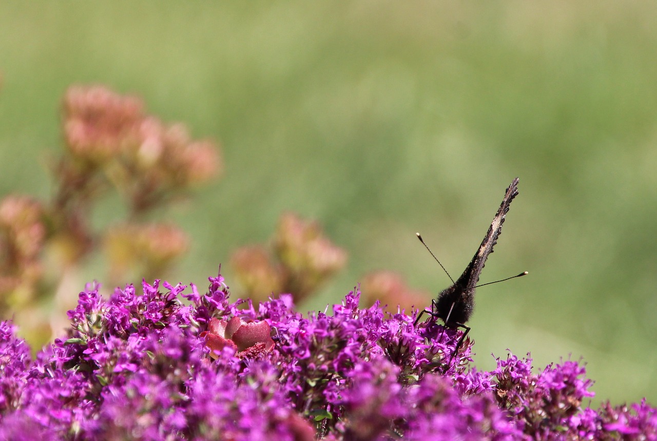 butterfly insect free pictures free photo