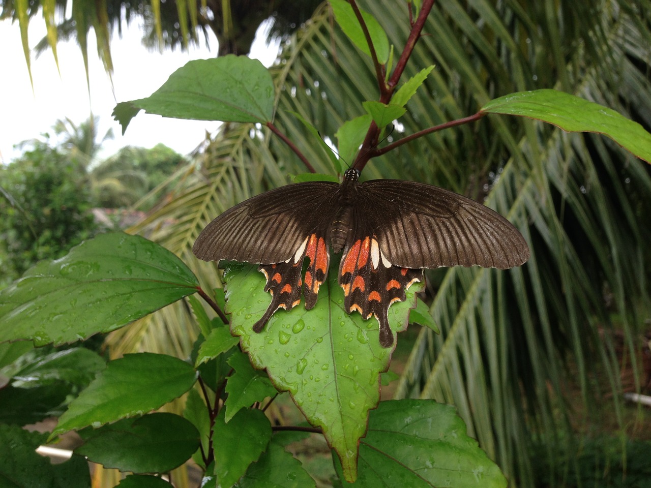 butterfly nature insect free photo