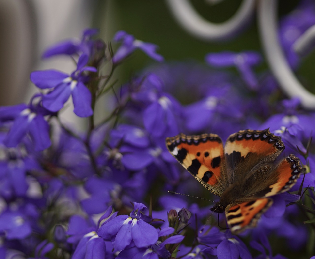 butterfly flowers insect free photo