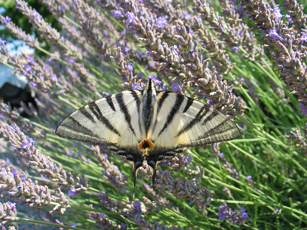 butterfly bug fauna free photo