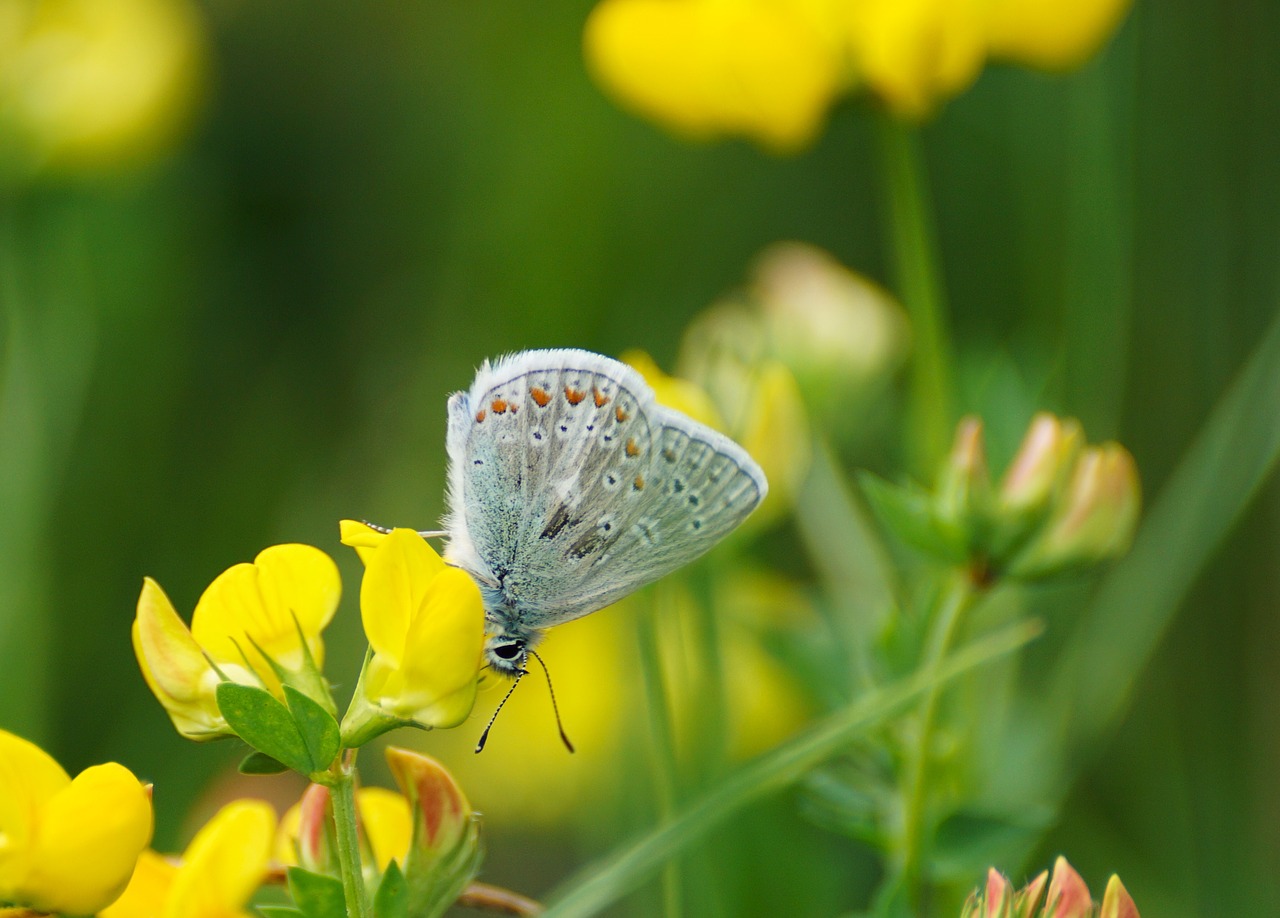 butterfly restharrow's blue butterflies free photo