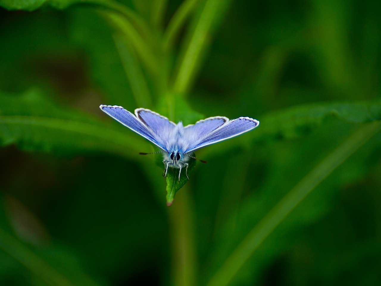butterfly cranesbill-blue rarely free photo
