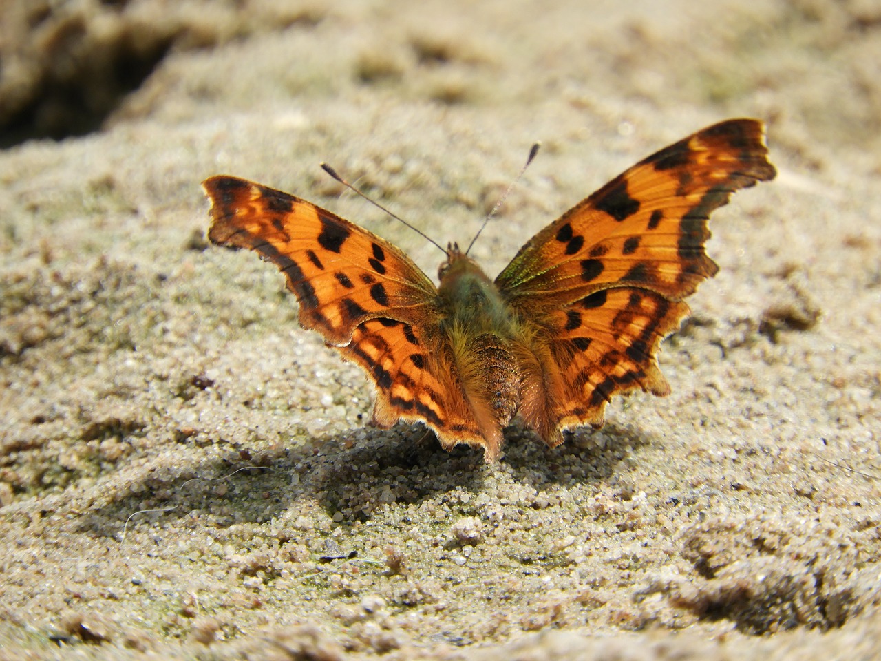 butterfly colorful wing free photo