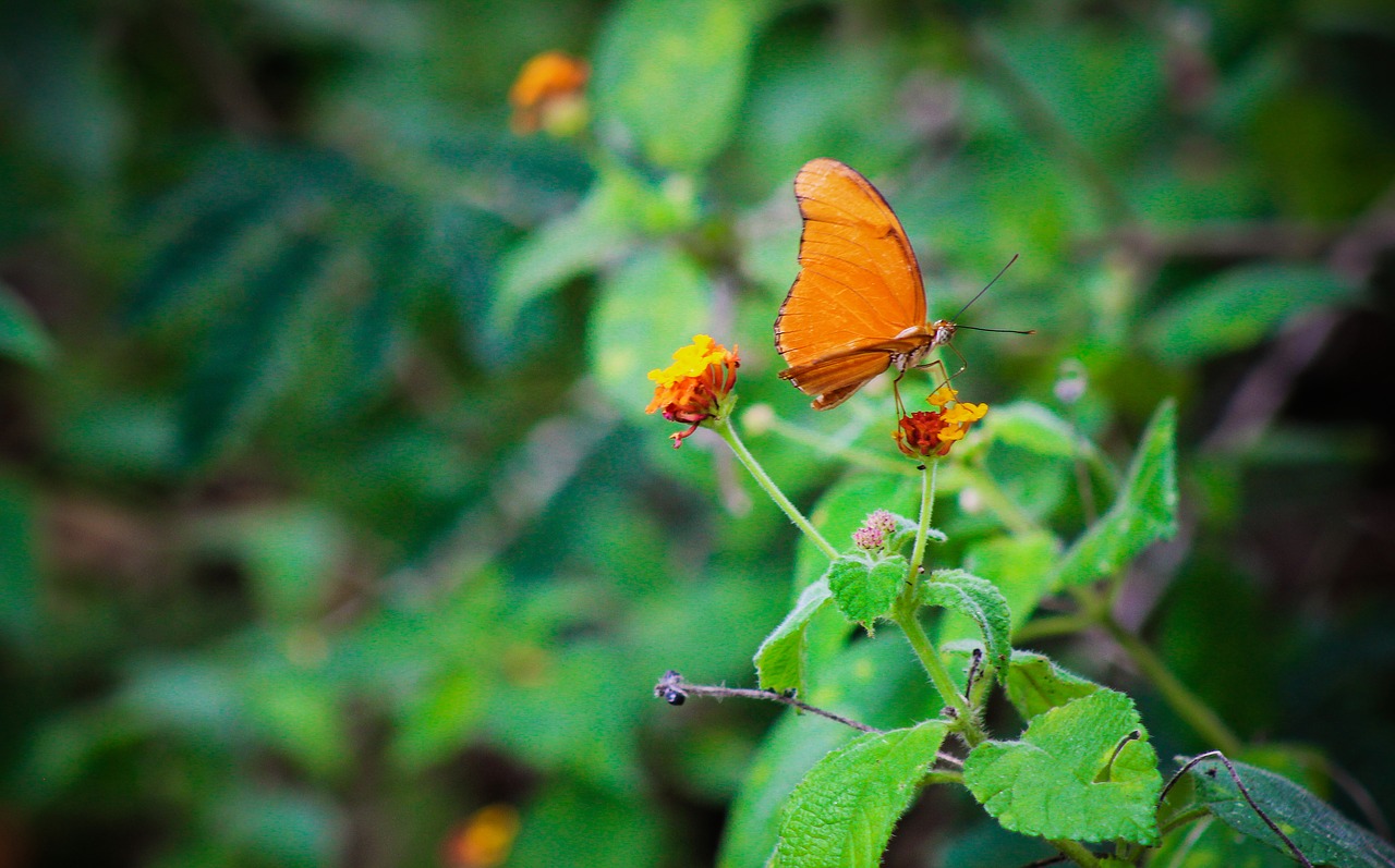 butterfly fly insect free photo