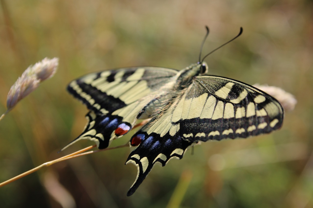 Summer fly. Бабочка с хвостом. Бабочка ркиполет. Летающие насекомые бабочки фото. Дрексель бабочка животное.