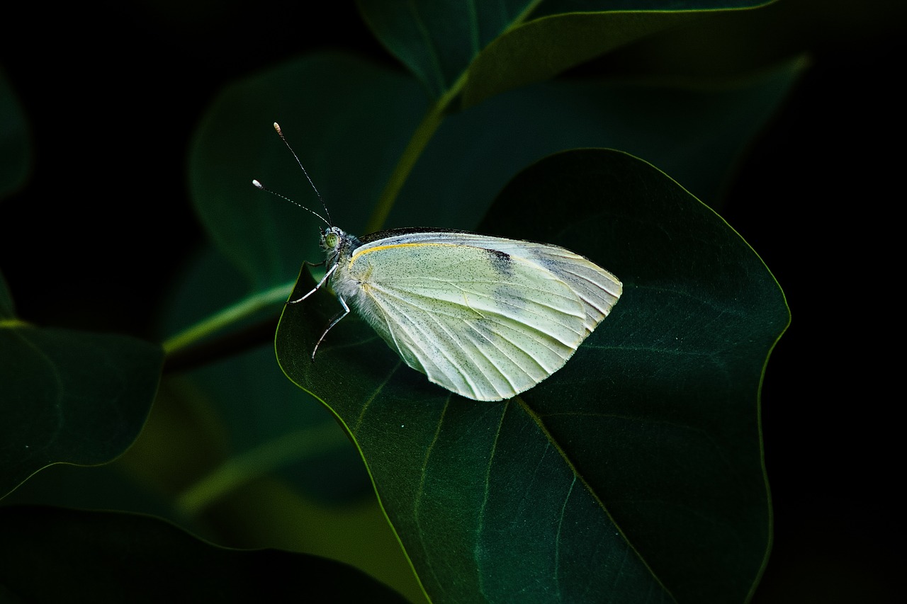 butterfly time of year nature free photo