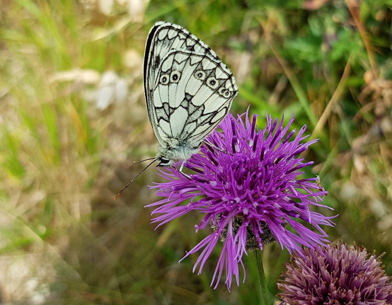 butterfly checkered butterfly insect free photo