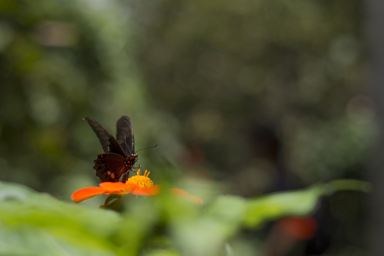 butterfly flower spring free photo