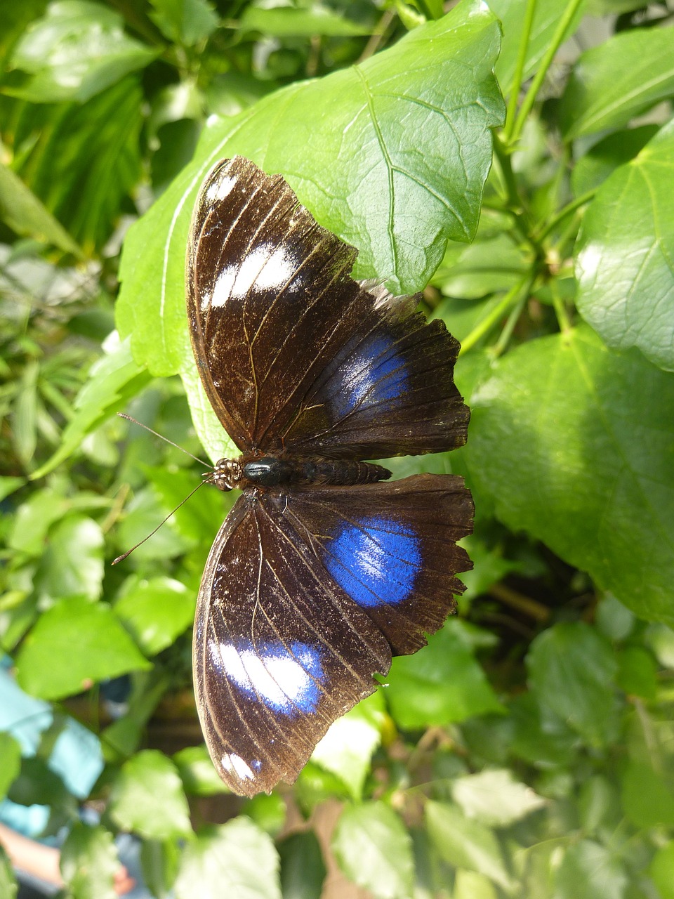 butterfly blue points insect free photo