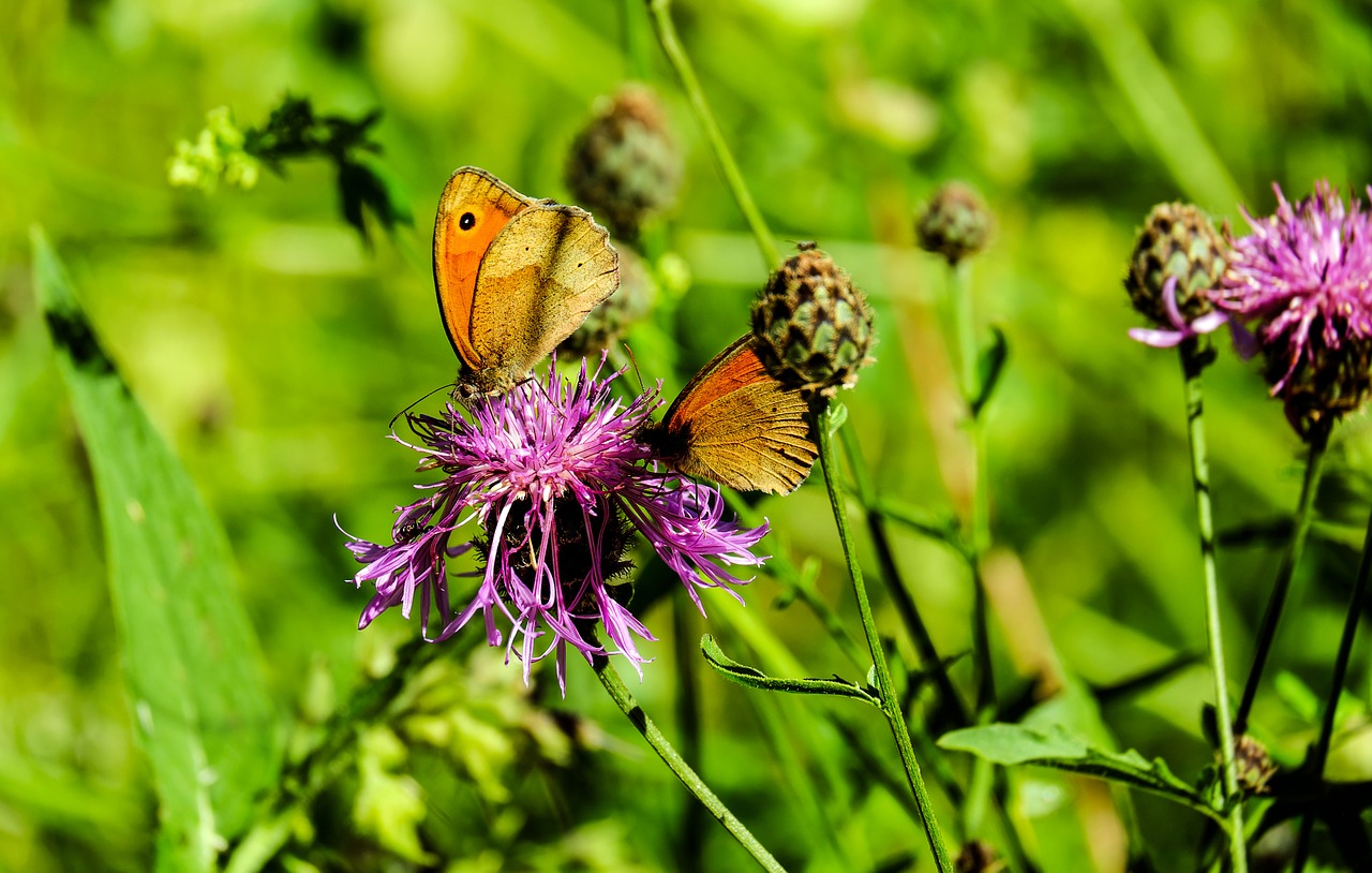 butterfly lycaon pair free photo