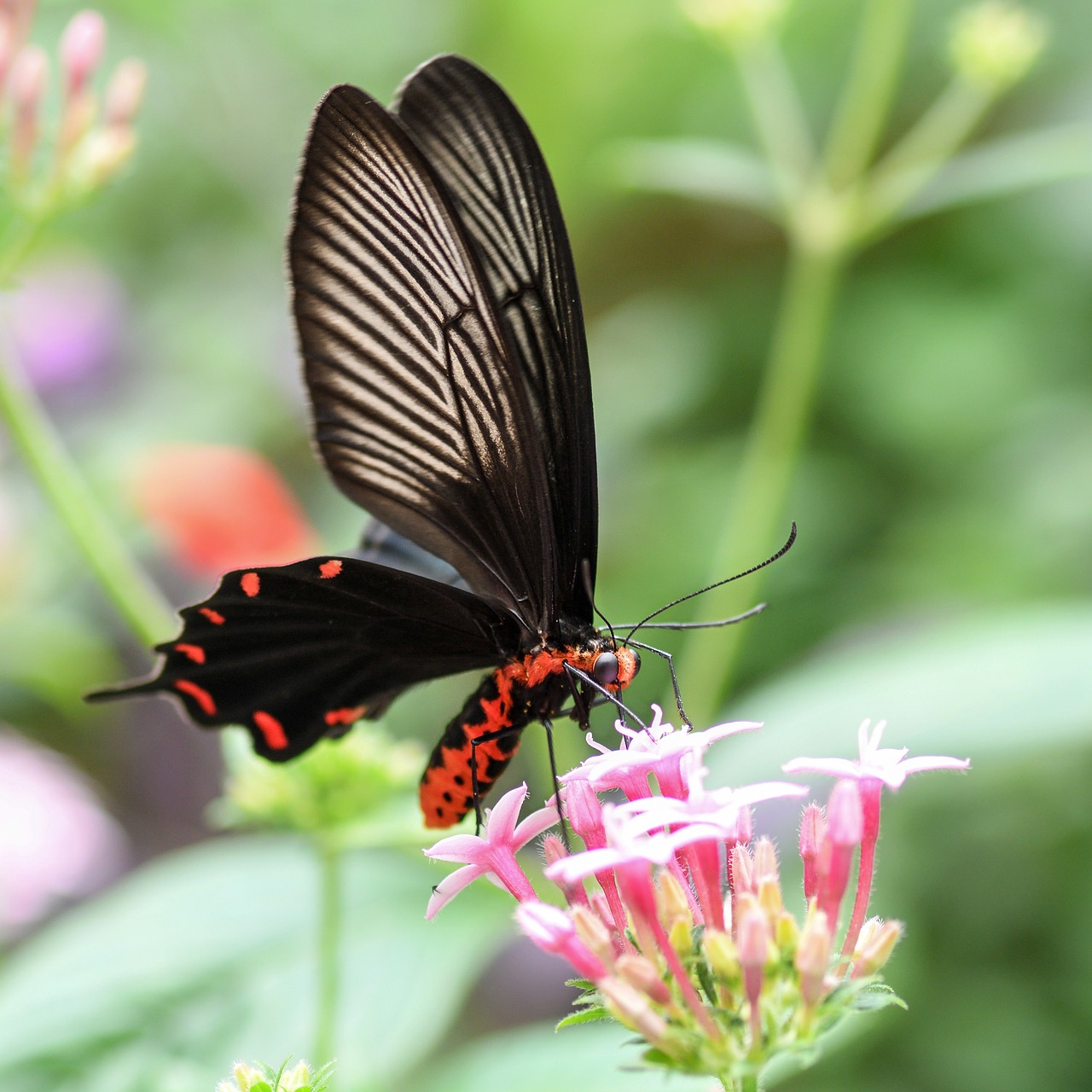 butterfly exotic flowers free photo