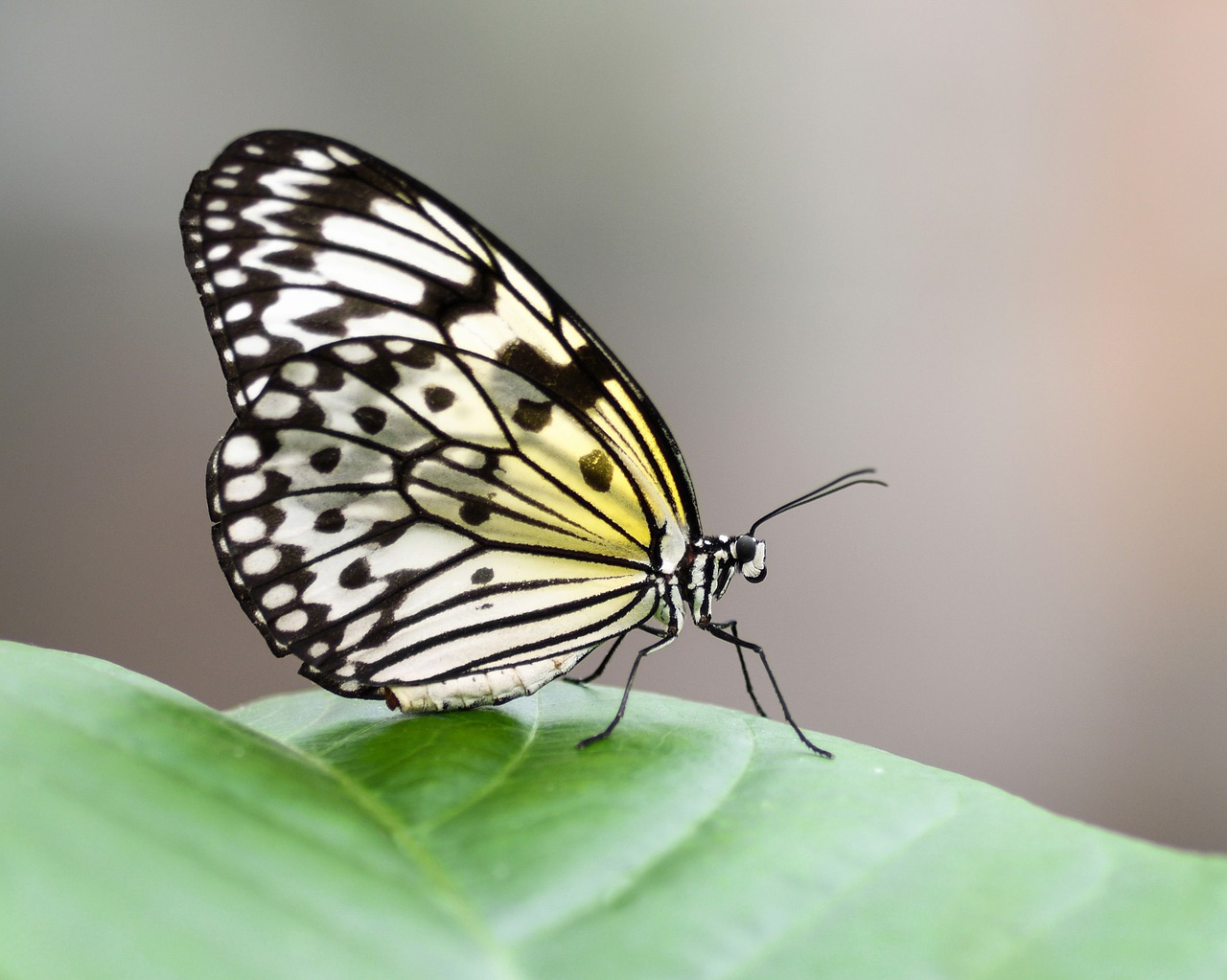 butterfly exotic great glider free photo