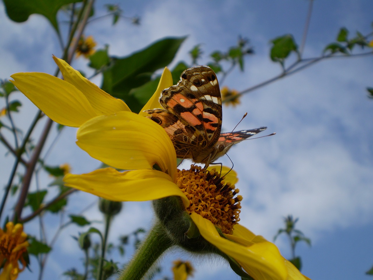 butterfly sucking yellow flower free photo