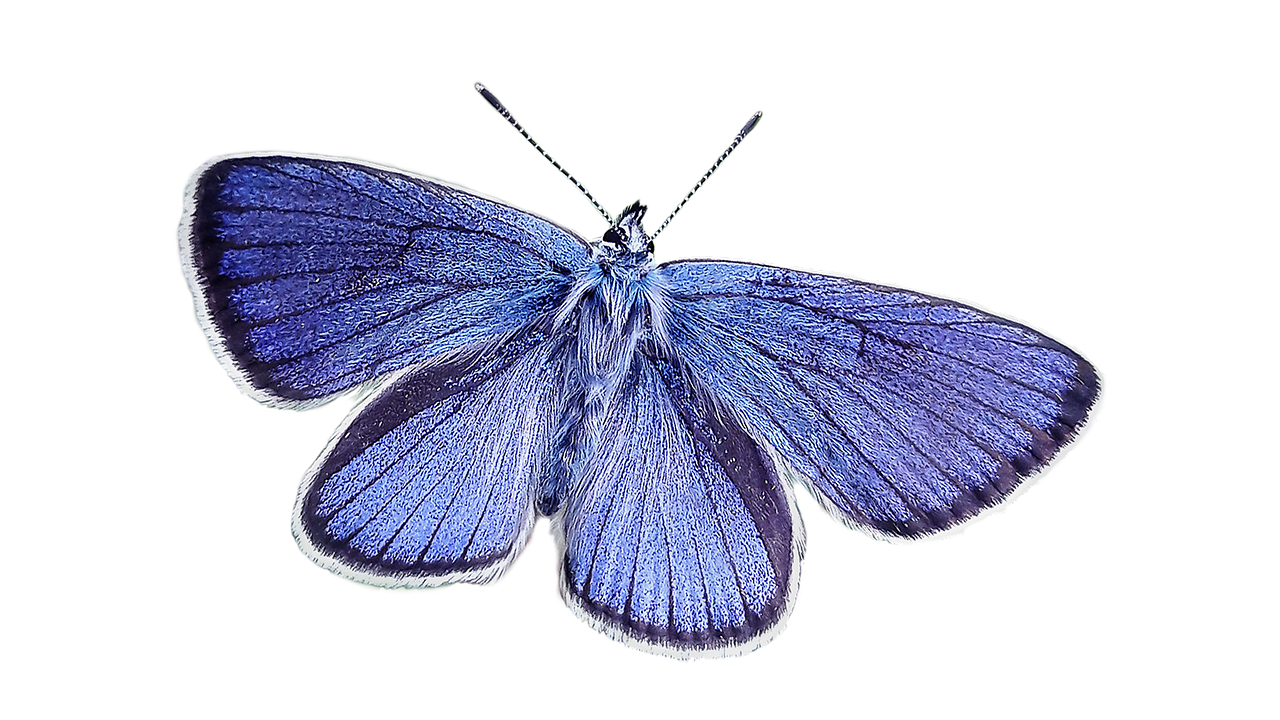 butterfly blue nature free photo