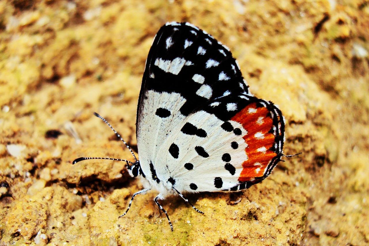 butterfly rhopalocera deltota free photo