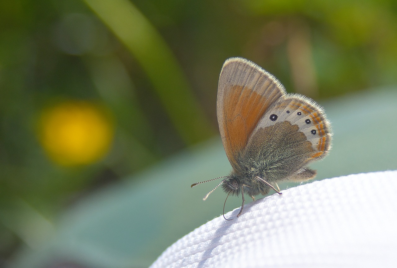 butterfly close nature free photo