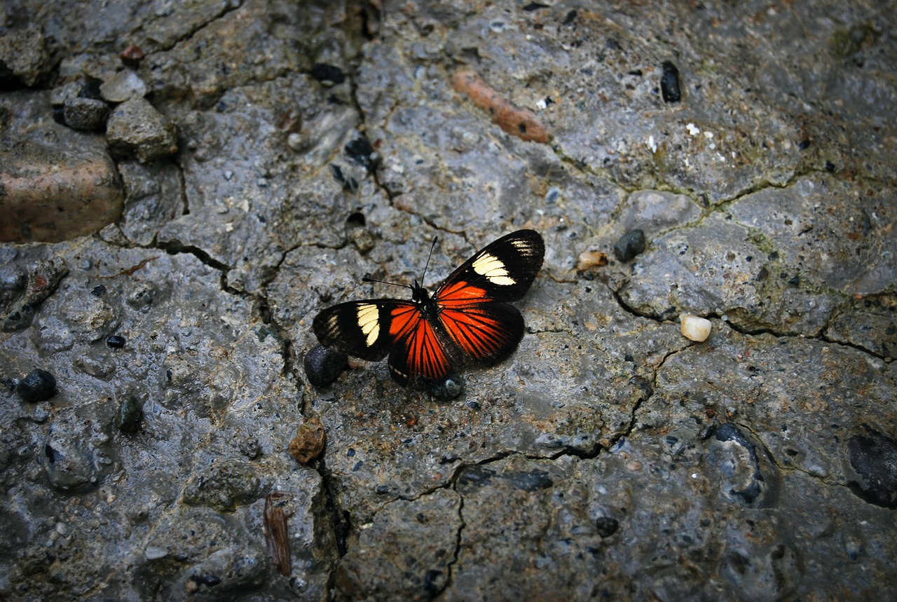 butterfly stone nature free photo