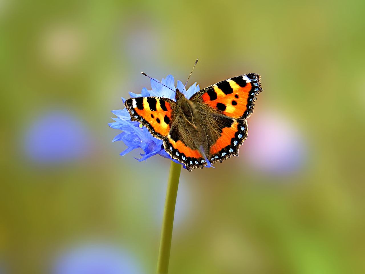 butterfly aglais urticate nature free photo