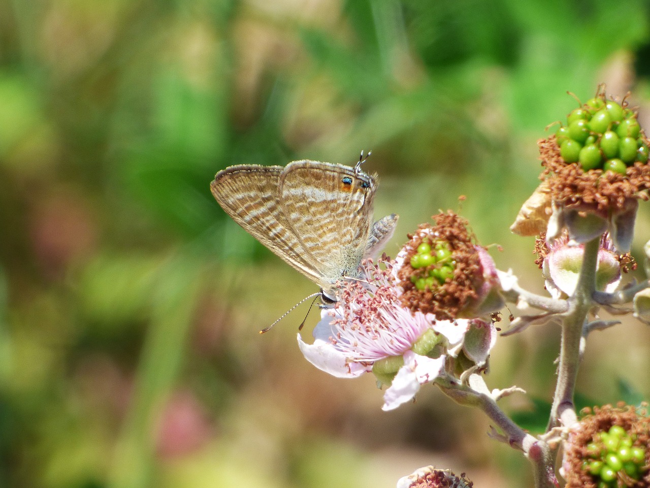 butterfly teenindusega boeticus blue butterfly free photo