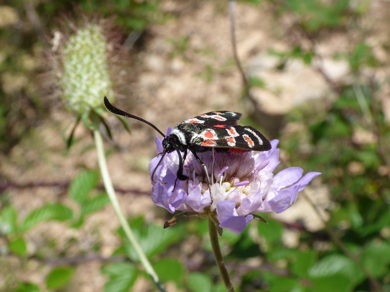 butterfly zygaena filipendulae gitaneta free photo