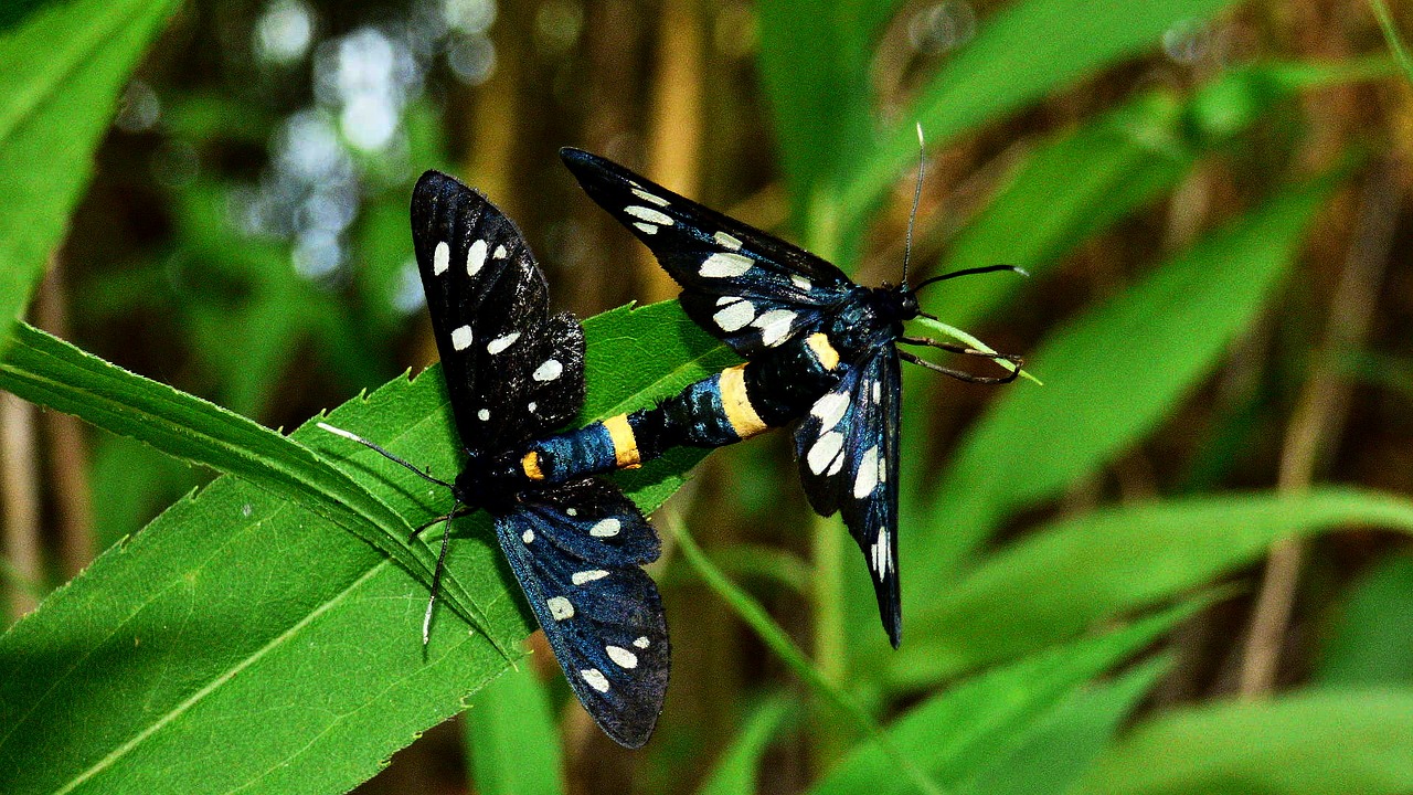 butterfly insects nature free photo