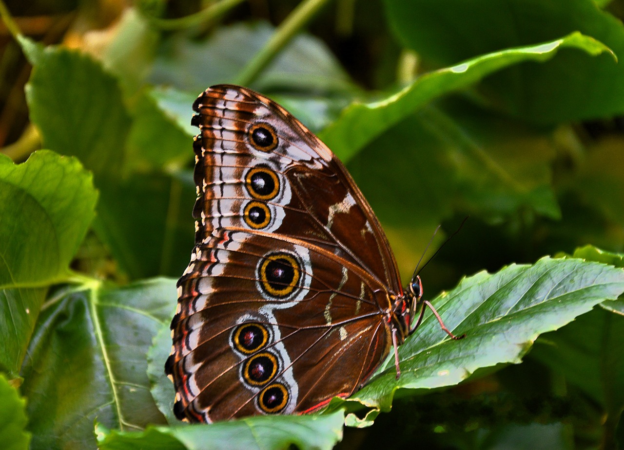 butterfly brown public record free photo