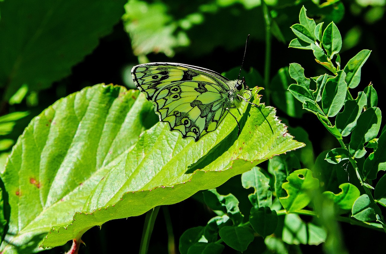 butterfly butterflies green free photo