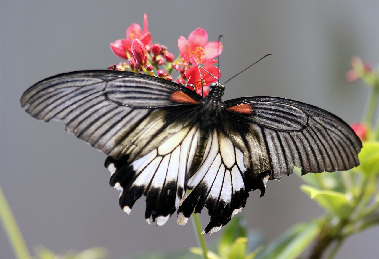 butterfly wings flower free photo