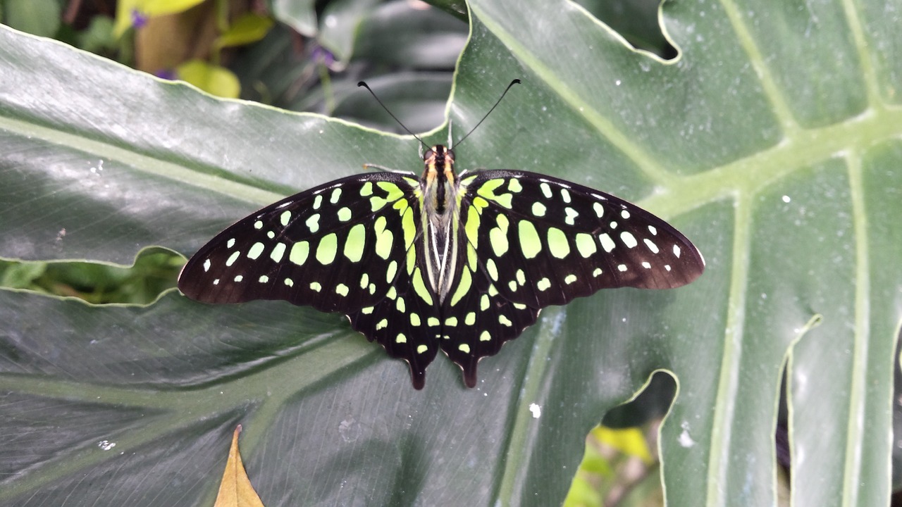 butterfly bug animal free photo