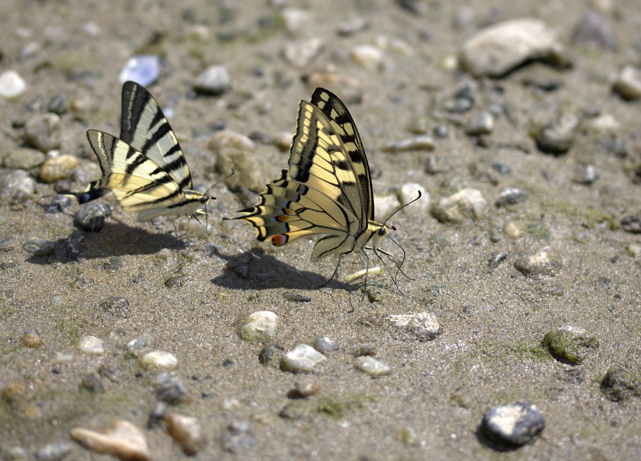 butterfly dovetail drink free photo