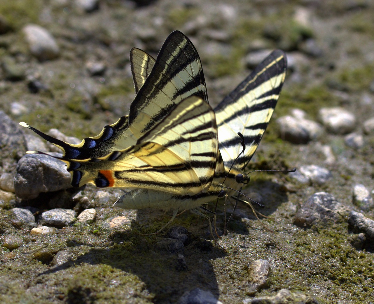 butterfly dovetail drink free photo