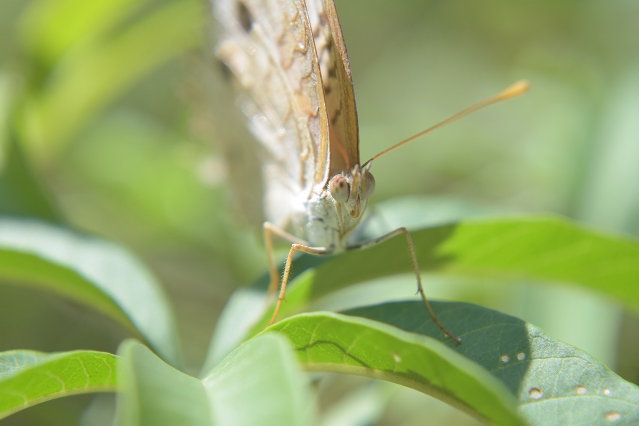 butterfly nature brown free photo