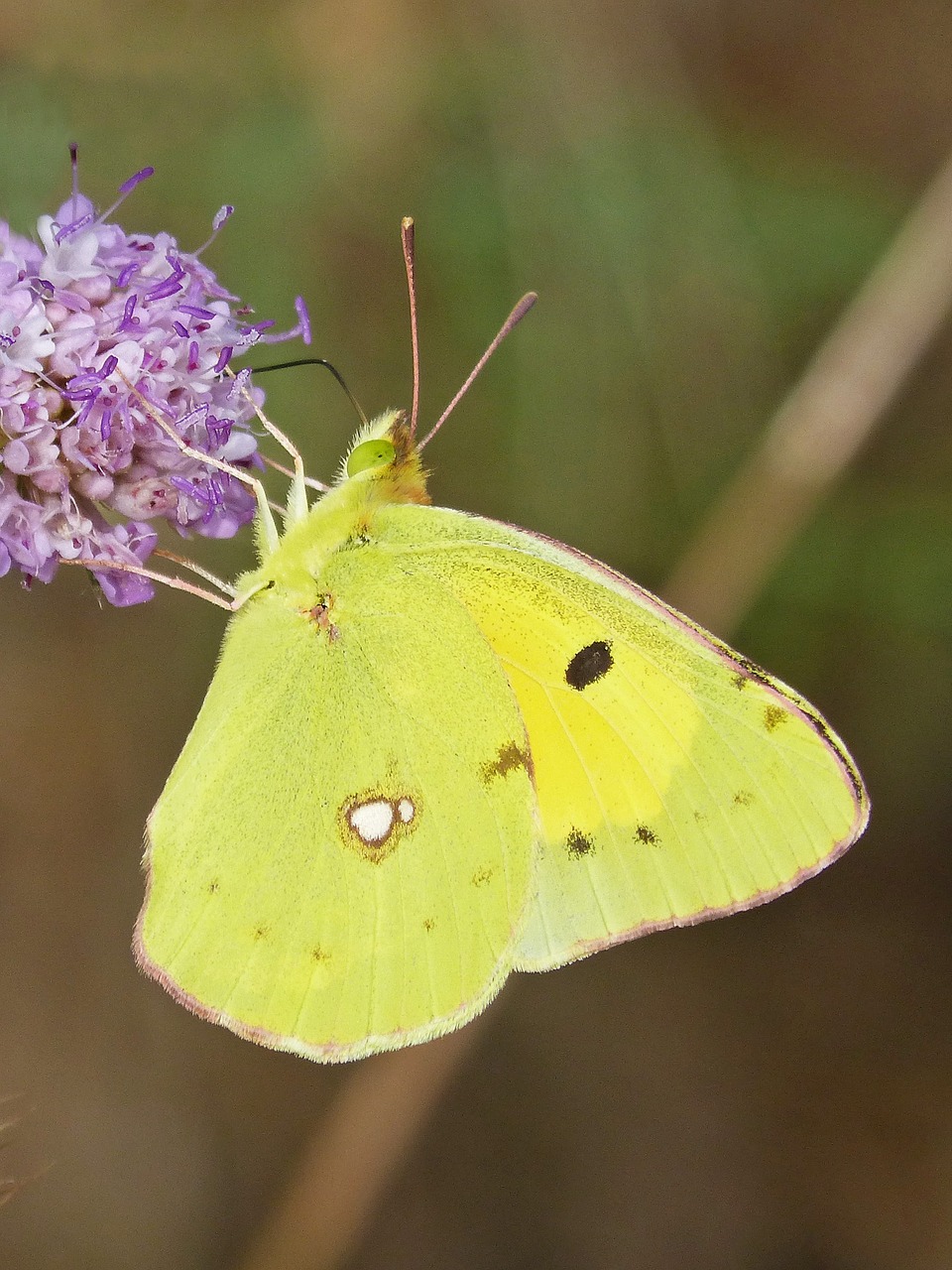 butterfly cleopatra gonepteryx cleopatra free photo