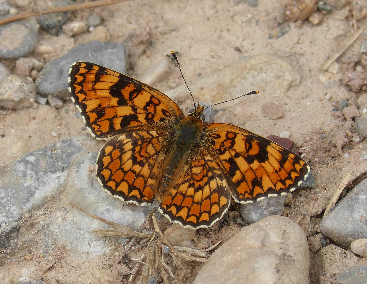 butterfly maiden more melitaea phoebe free photo