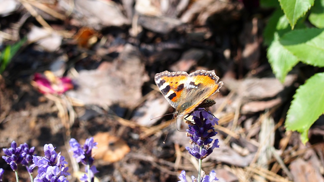 butterfly insect macro free photo