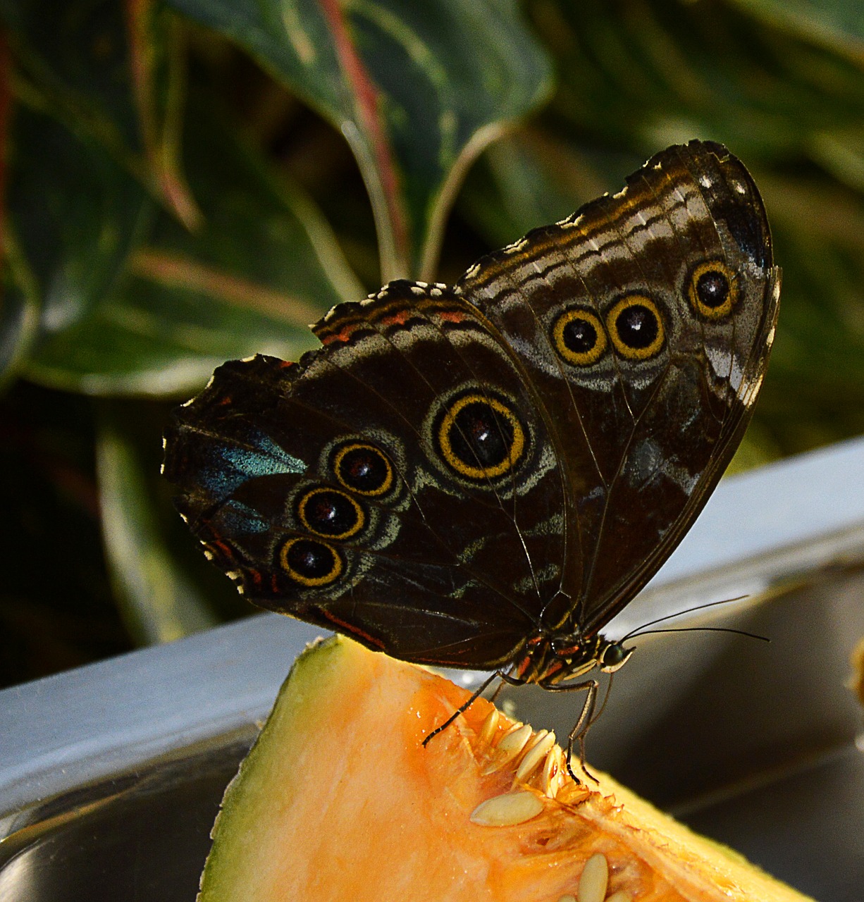 butterfly brown food free photo