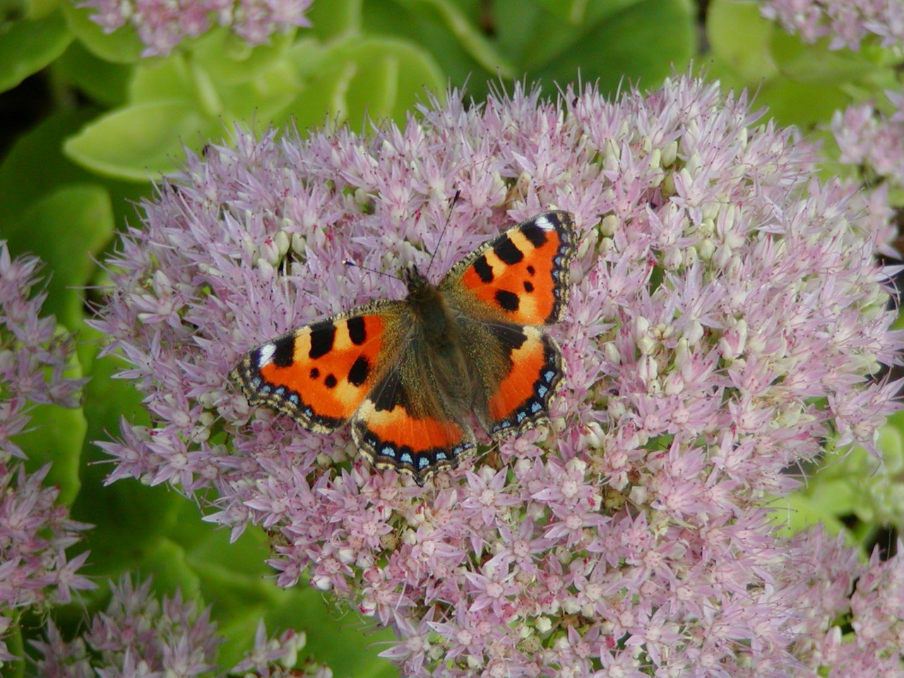 butterfly little fox butterflies free photo