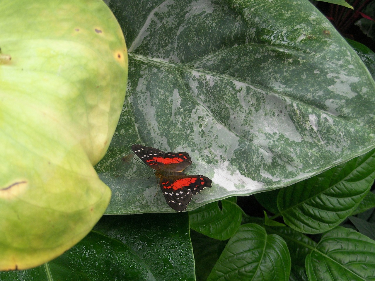 butterfly plant exotic plants free photo