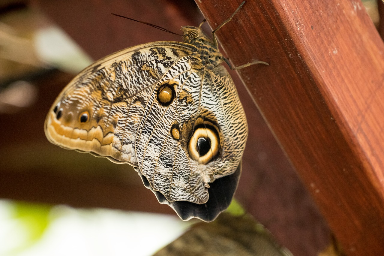 butterfly insect close free photo