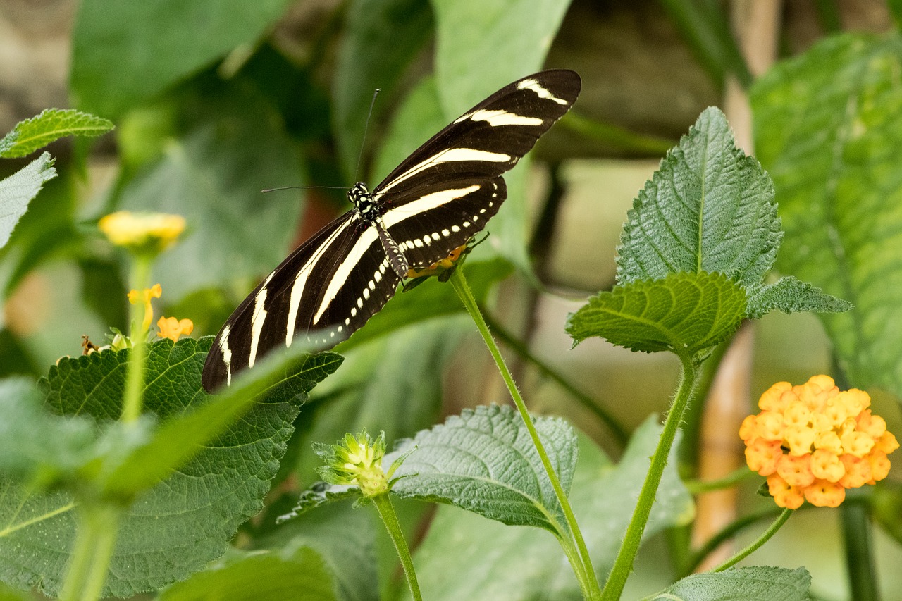 butterfly insect close free photo