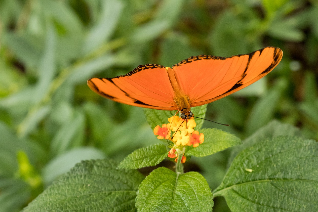 butterfly insect close free photo