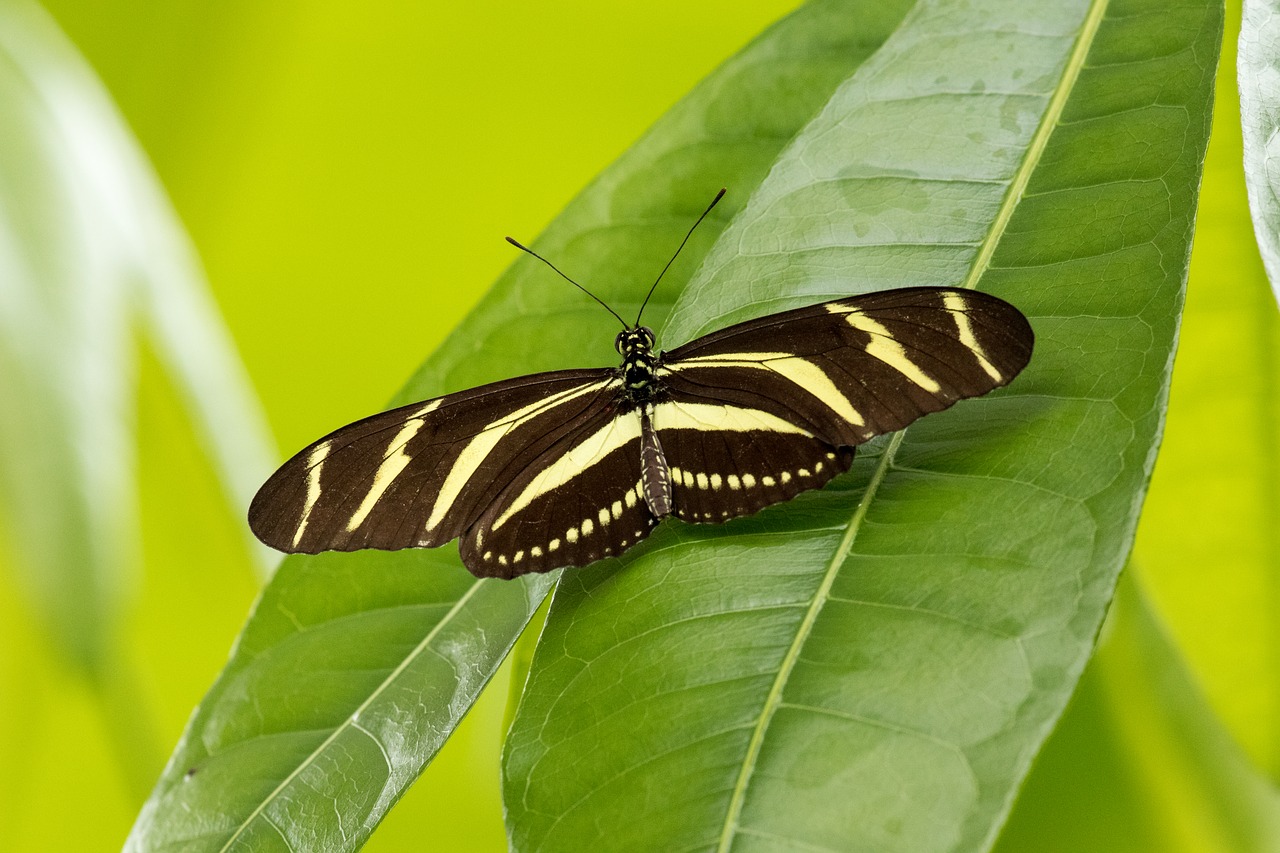 butterfly insect close free photo