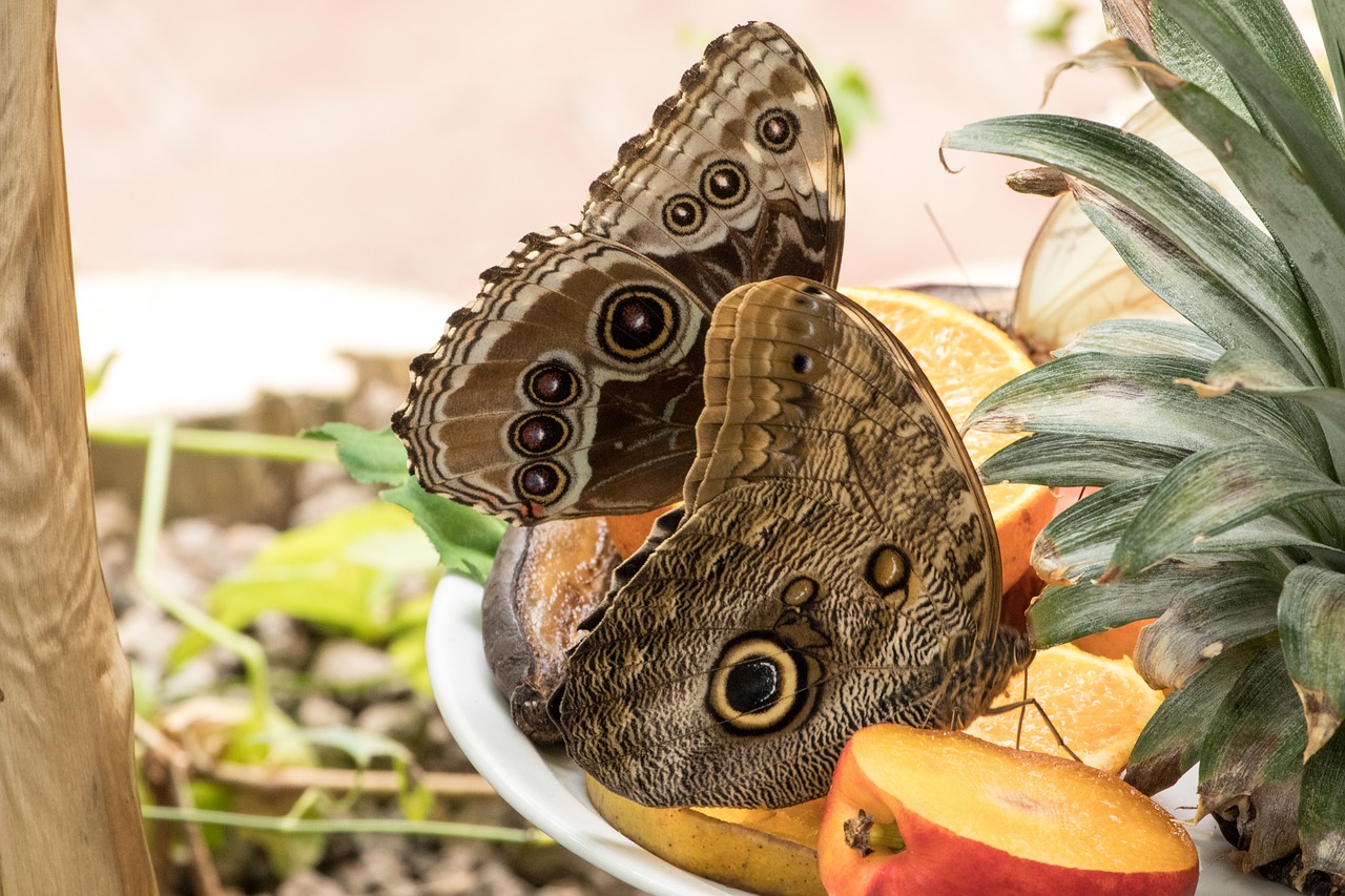 butterfly insect close free photo