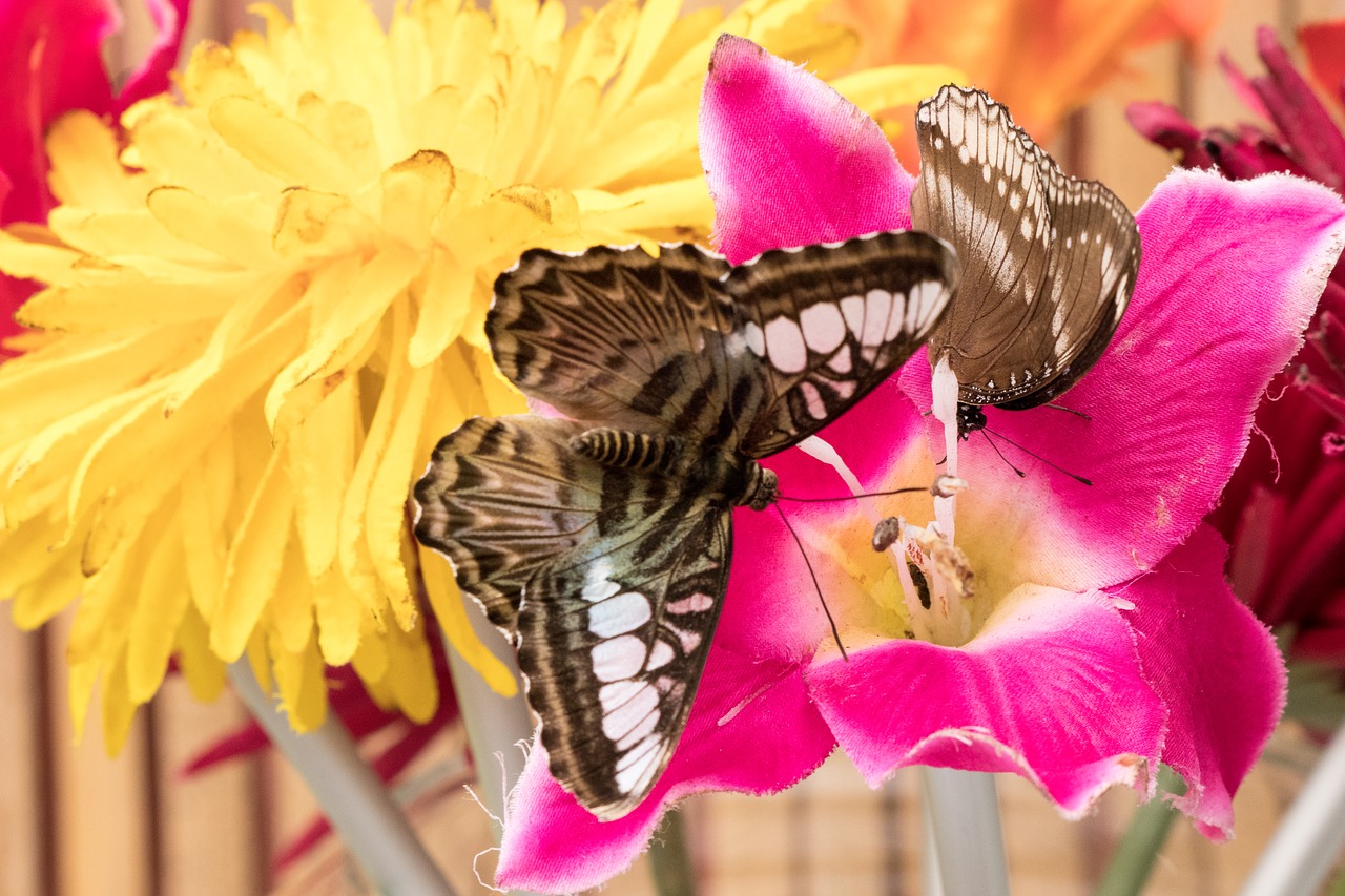 butterfly insect close free photo