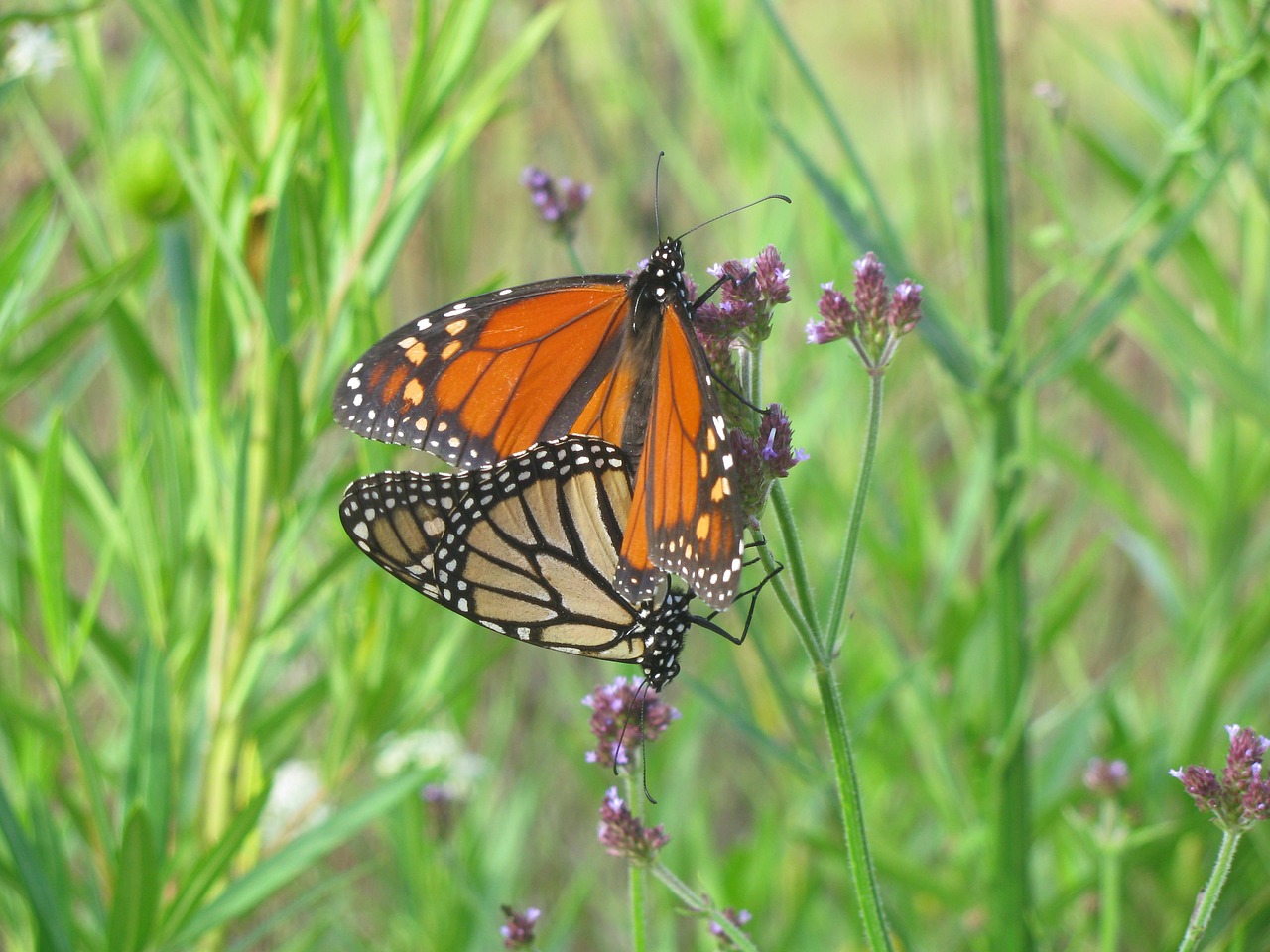 butterfly wildflowers meadow free photo