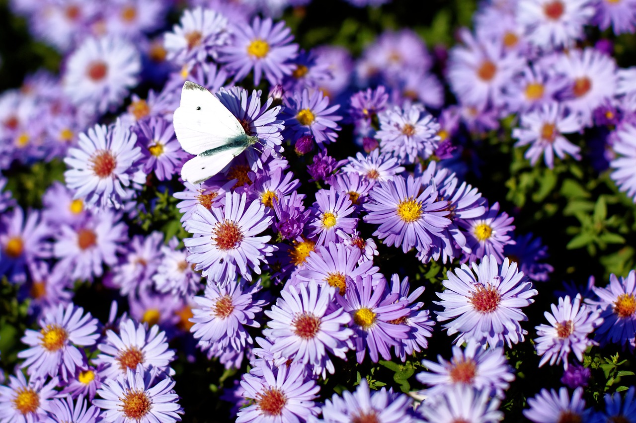 butterfly purple flowers free photo