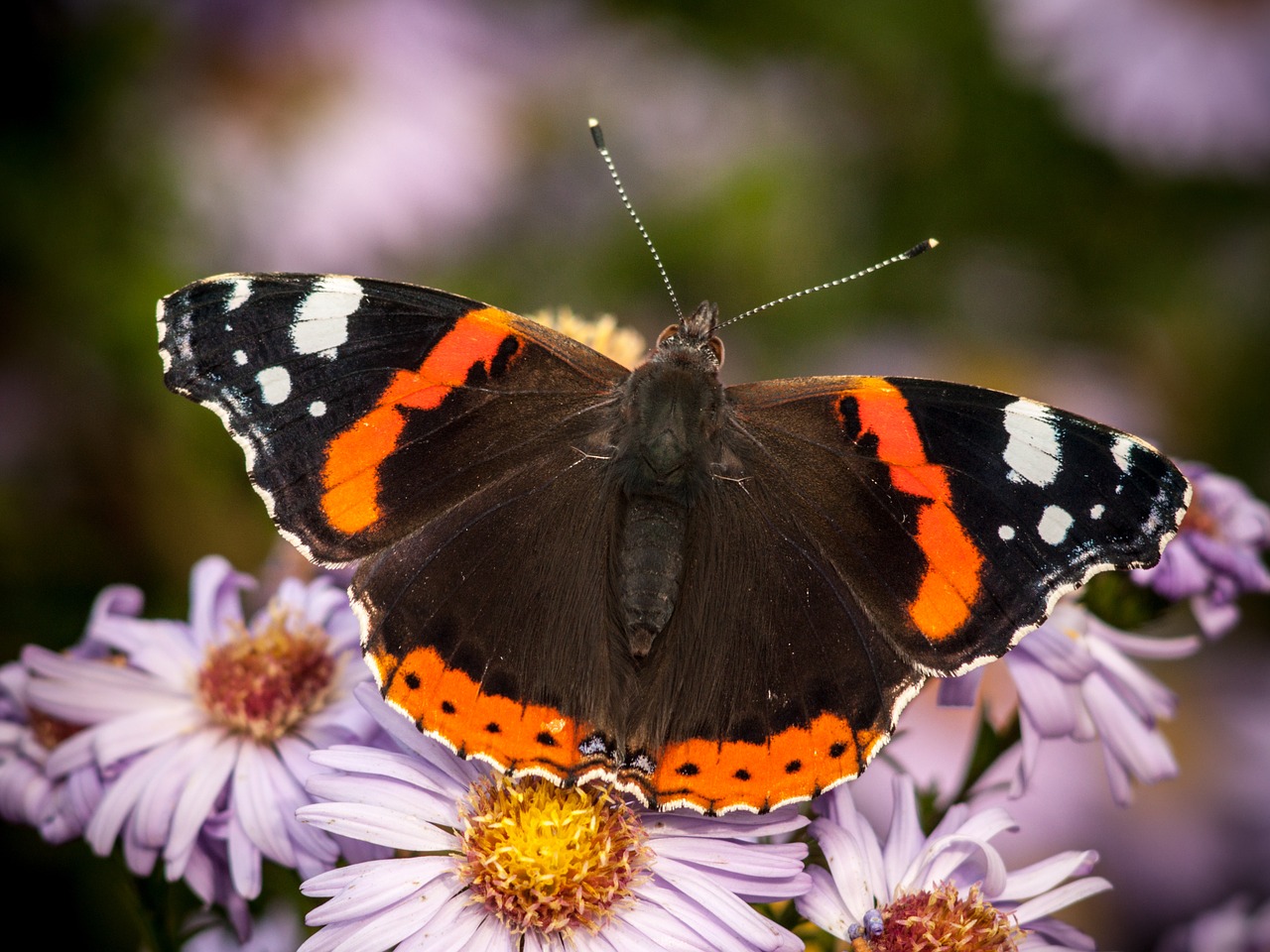 butterfly insect nature free photo