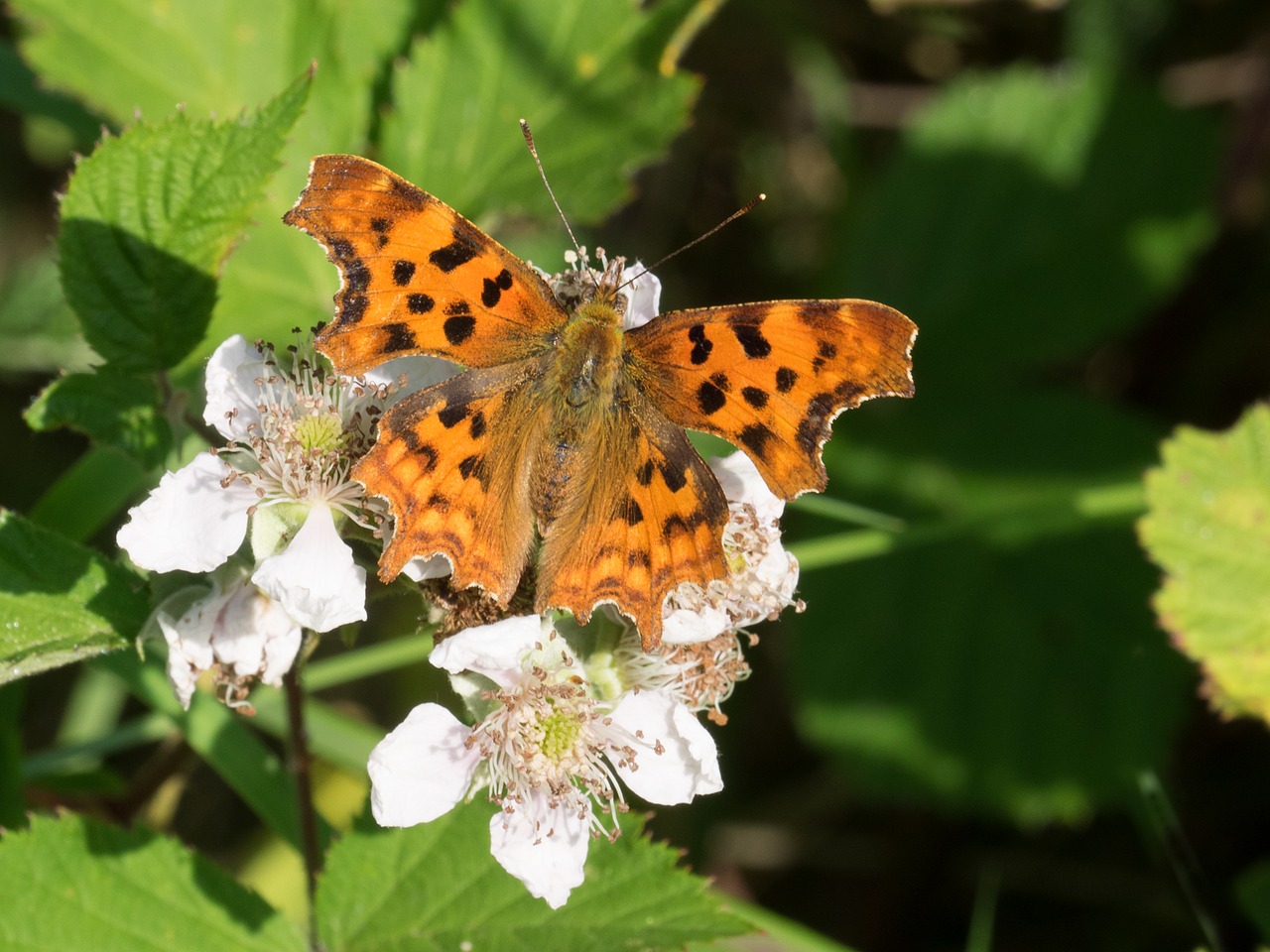 butterfly comma butterfly nature free photo